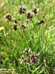 Juncus xiphioides