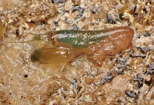 Synalpheus tumidomanus observed 2024-02-17