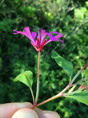 Clarkia concinna concinna