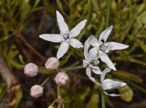 Image of Asclepias feayi by (c) James (Jim) Duggan, some rights reserved (CC BY-SA)