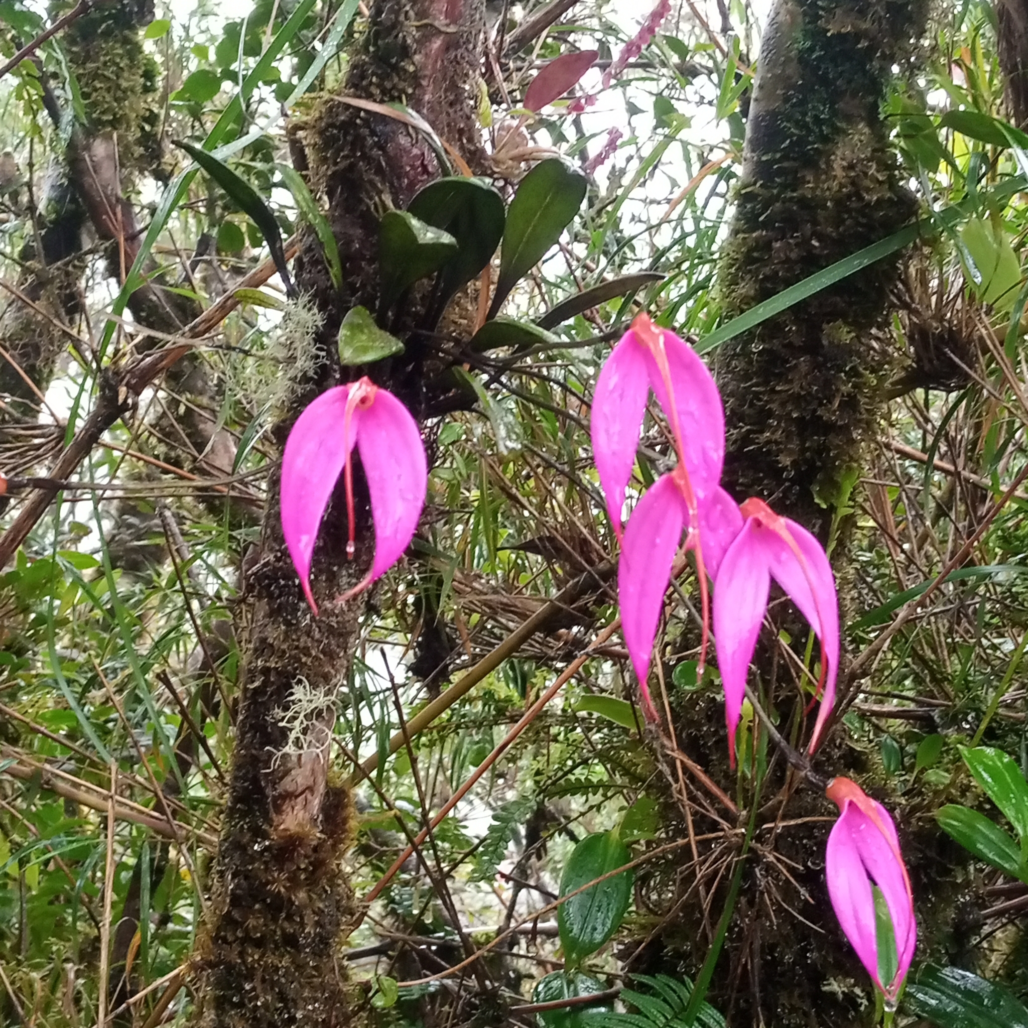 Masdevallia rosea image