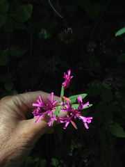 Clarkia concinna concinna