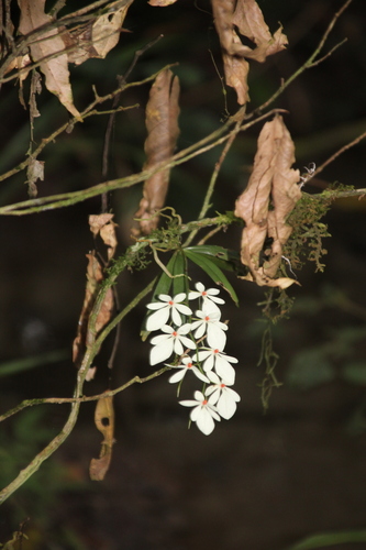 Aerangis luteoalba, photograph 2