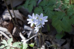 Hepatica acutiloba