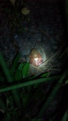 Leptodactylus vastus