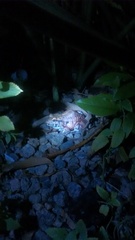 Leptodactylus vastus