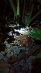 Leptodactylus vastus