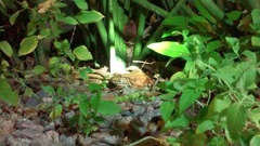 Leptodactylus vastus