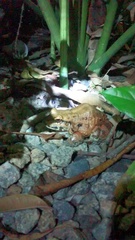 Leptodactylus vastus