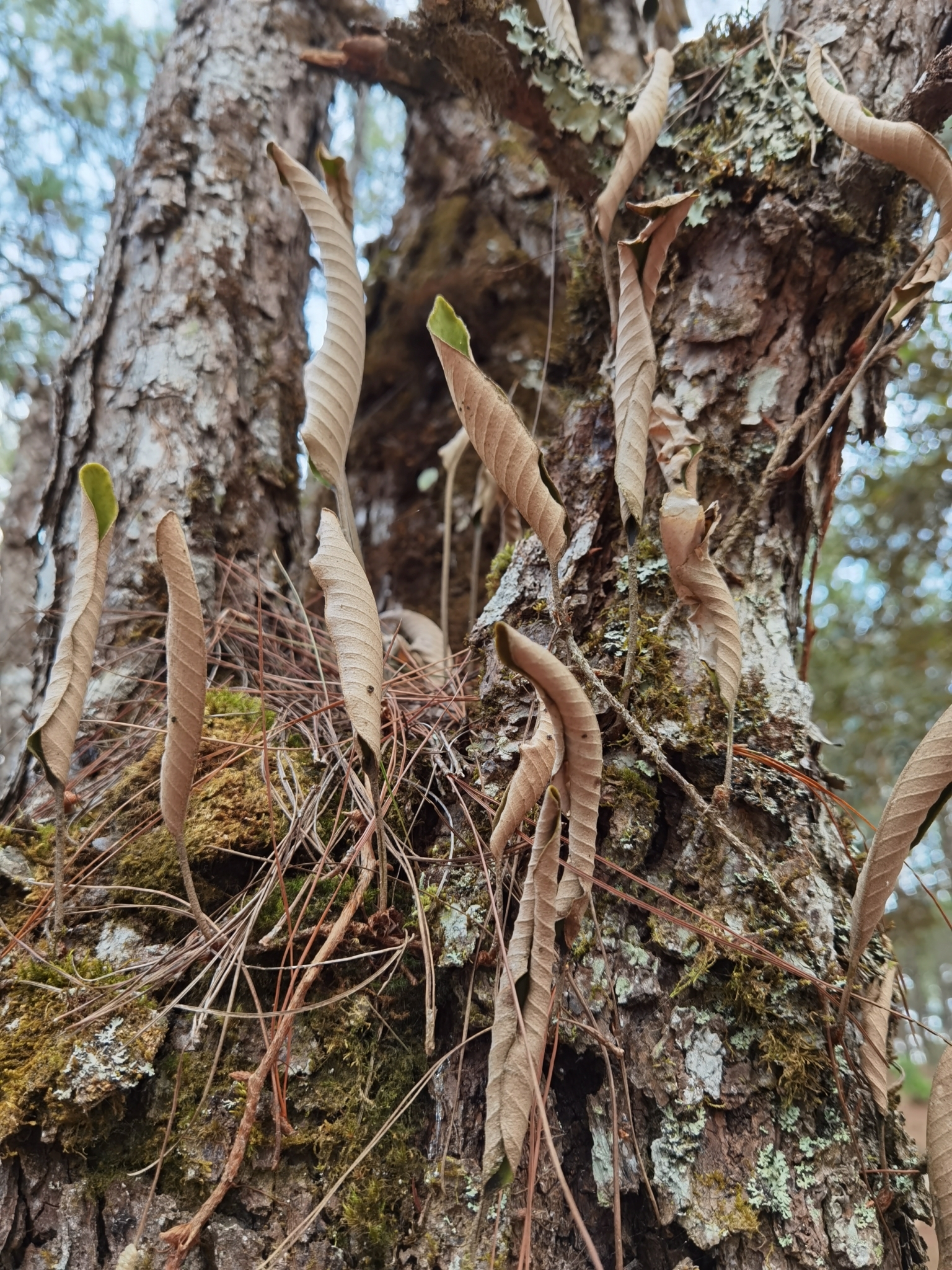 Pyrrosia eberhardtii (Pyrrosia eberhardtii)