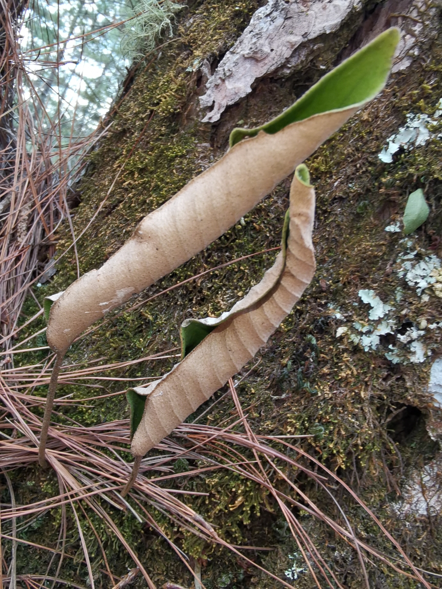 Pyrrosia eberhardtii — ảnh 2