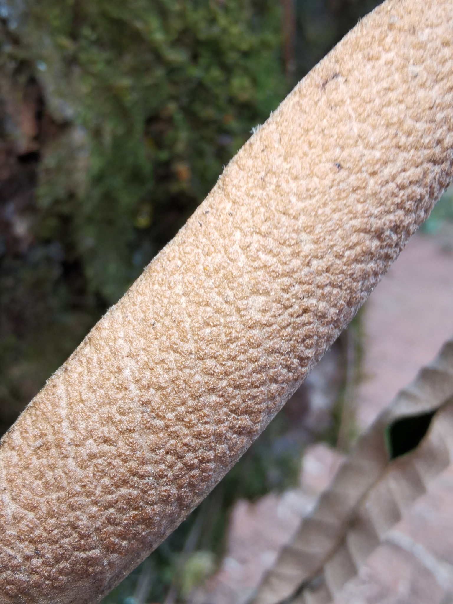 Pyrrosia eberhardtii — ảnh 3