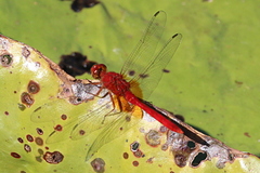 Erythemis