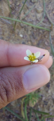 Mini Sunspurge (Heliophila minor)