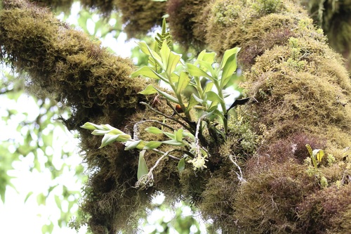 Image of Epidendrum spicatum by (c) Susan Murphy, some rights reserved (CC BY)