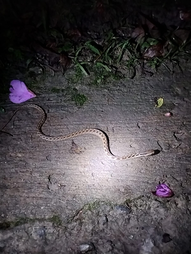 Pampas Snake