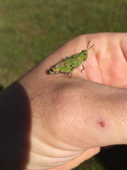 Chimarocephala pacifica