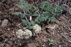 Lomatium nevadense