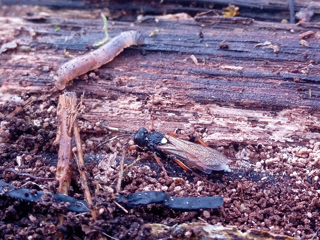Ichneumon bucculentus