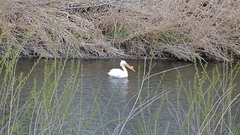 Pelecanus erythrorhynchos