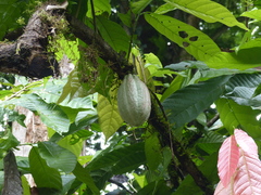 Theobroma cacao image