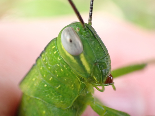 Giant Grasshopper photo 5