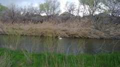 Pelecanus erythrorhynchos