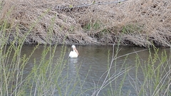 Pelecanus erythrorhynchos
