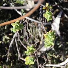 Pimelea urvilleana