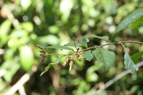 Climbing crossberry (Grewia heterotricha)
