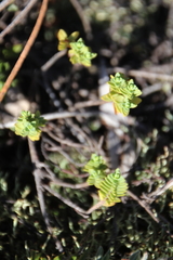 Pimelea urvilleana