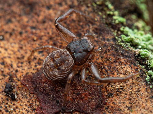 Coriarachne depressa