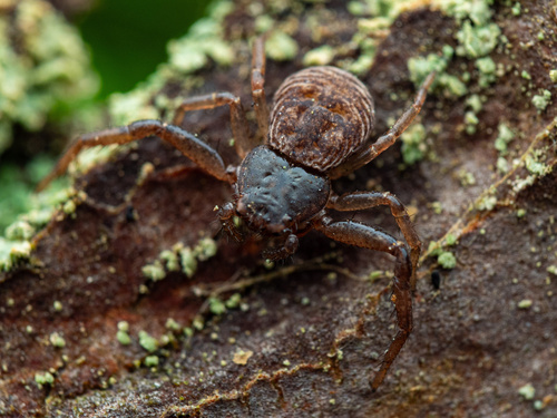 Coriarachne depressa