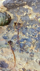Cumagloia andersonii