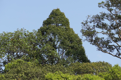 White Kongu (Hopea parviflora)