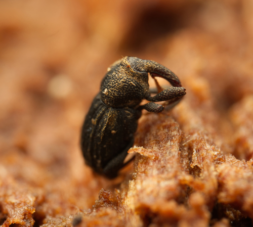 Exeiratus