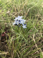 Amsonia ciliata