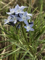 Amsonia ciliata