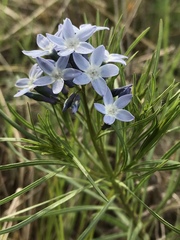 Amsonia ciliata