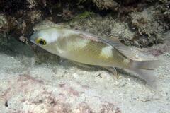 Saw-Jawed Monocle Bream photo 3