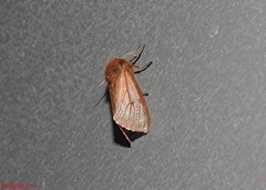 Phragmatobia