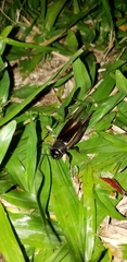 Gryllinae
