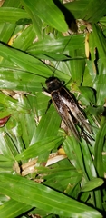 Gryllinae