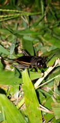 Gryllinae