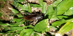 Gryllinae