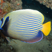 Emperor Angelfish - Photo (c) Ingo Rogalla, some rights reserved (CC BY-NC), uploaded by Ingo Rogalla