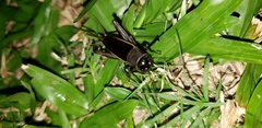 Gryllinae