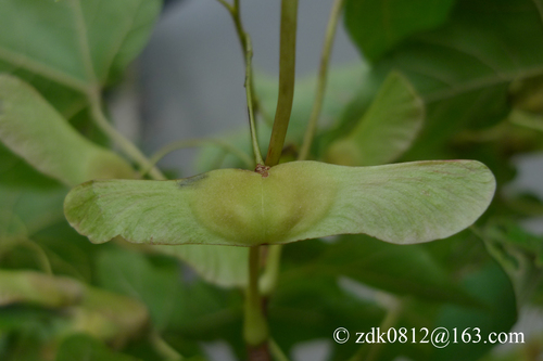 Acer miyabei iNat (1)