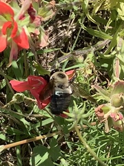 Xylocopa virginica texana
