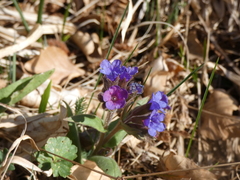 Pulmonaria australis
